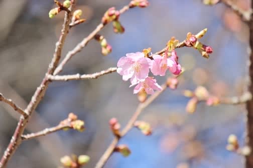 さくら探し - 花咲く春にあう