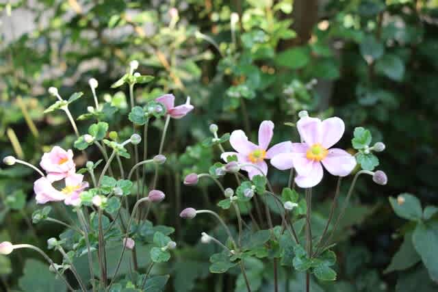 庭の花、オータム - 花咲く春にあう