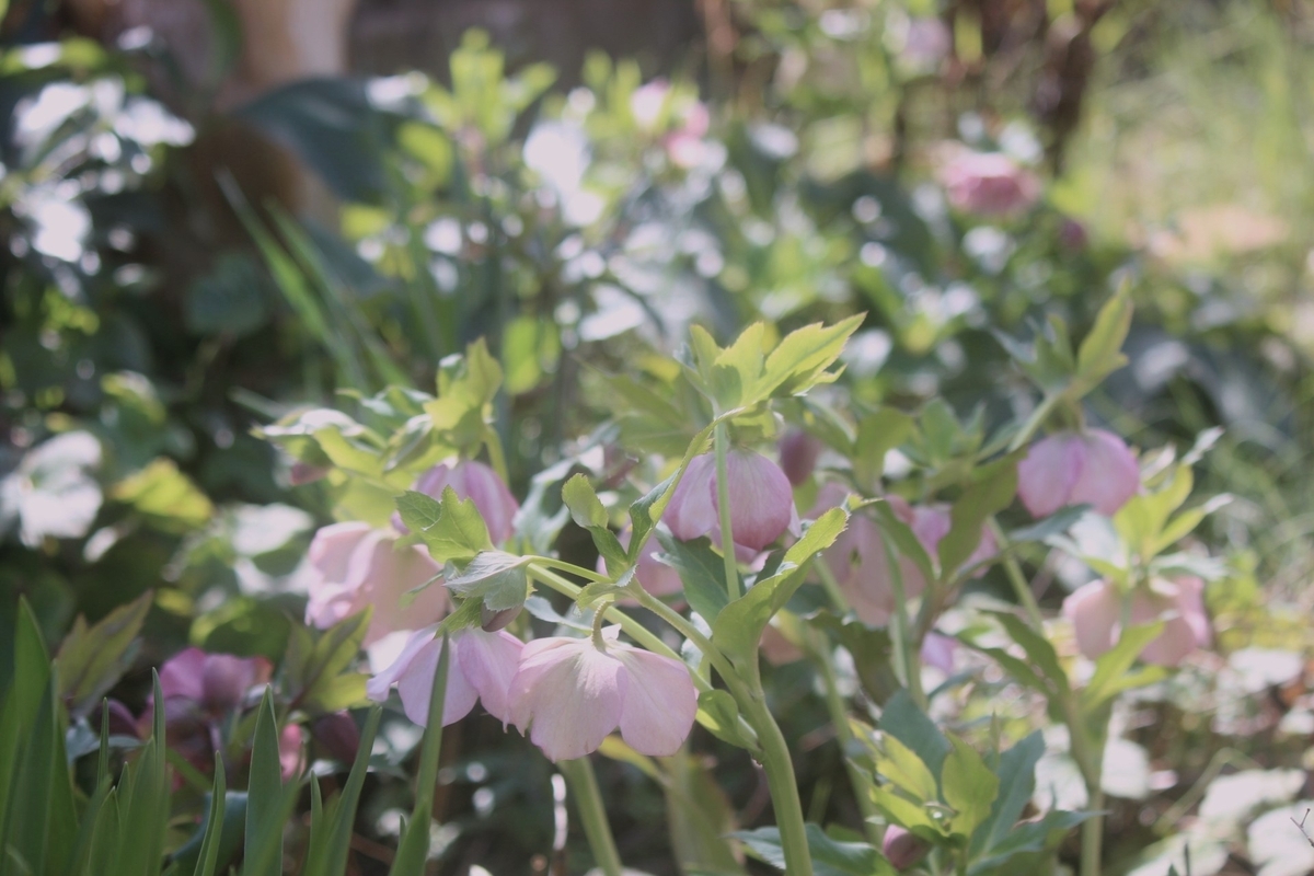 春爛漫(?)の小さな庭 - 花咲く春にあう