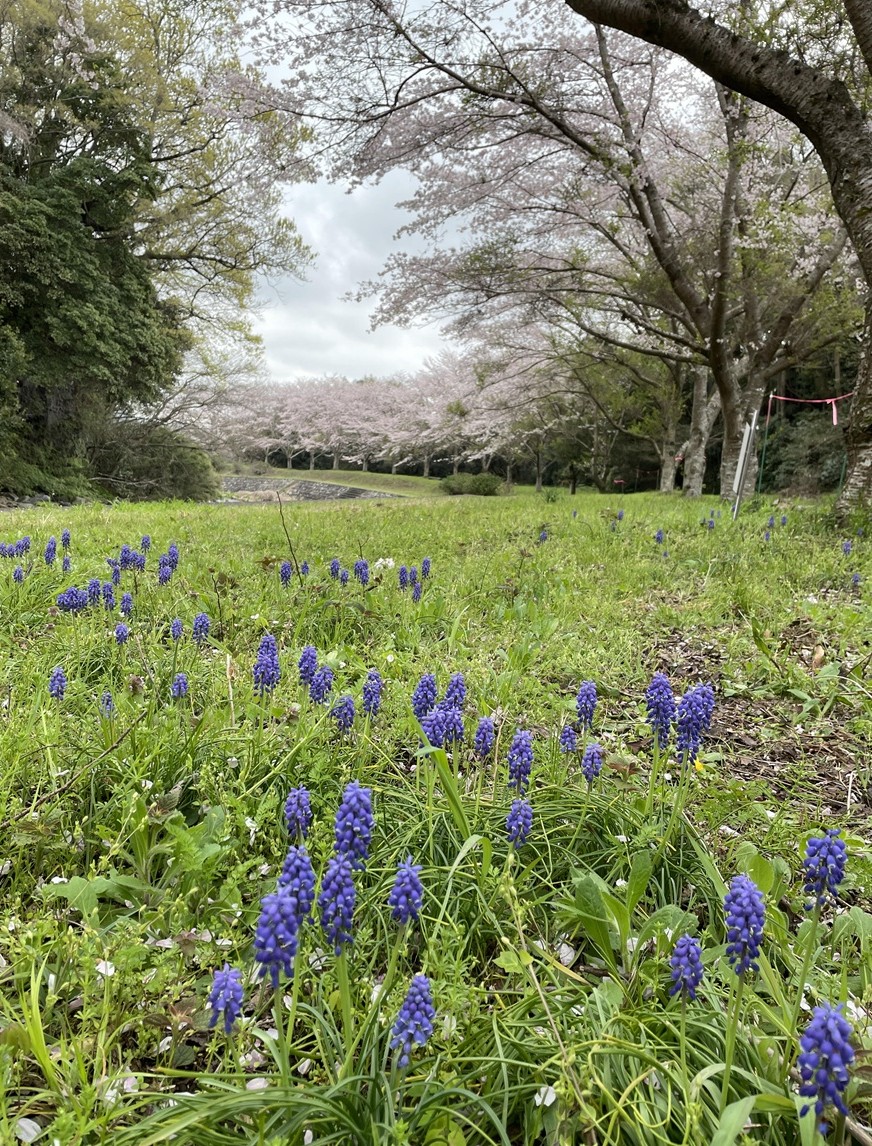 足元に咲く花 - 花咲く春にあう