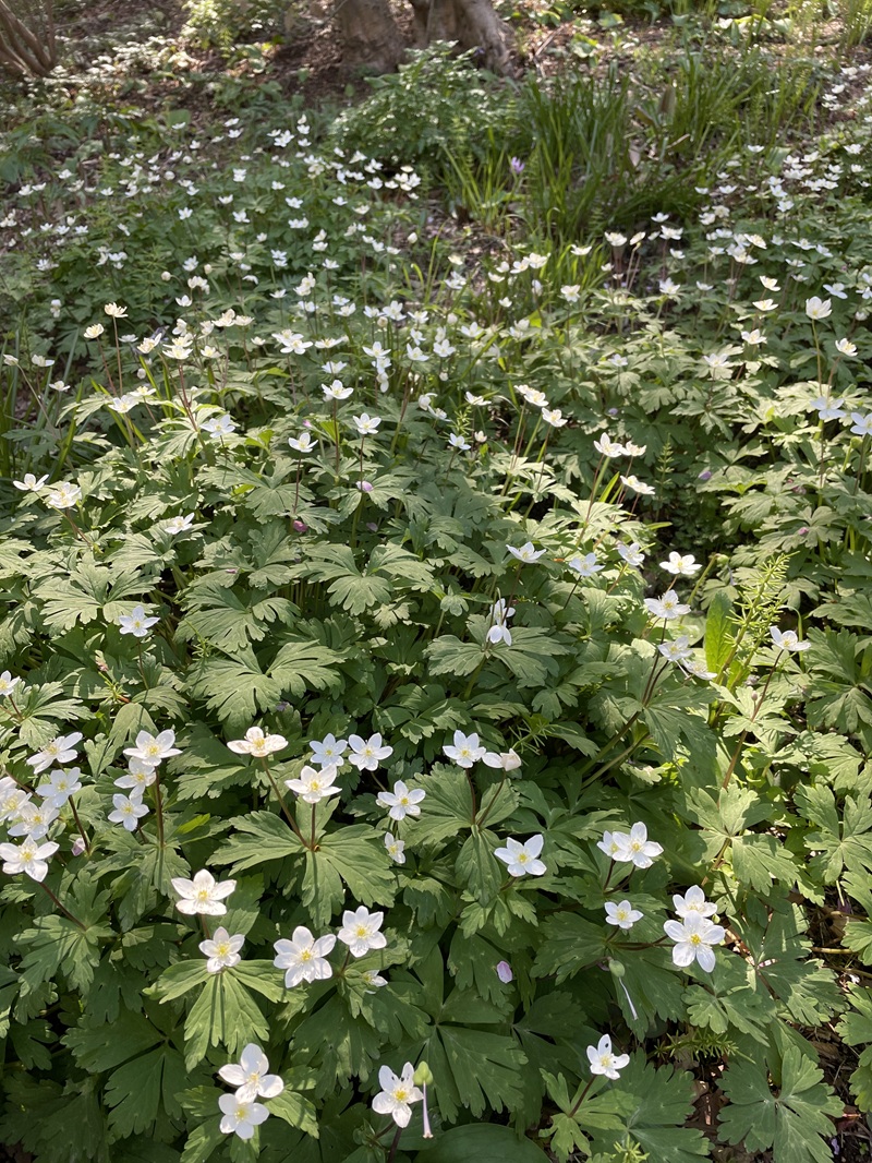 花咲く春にあう