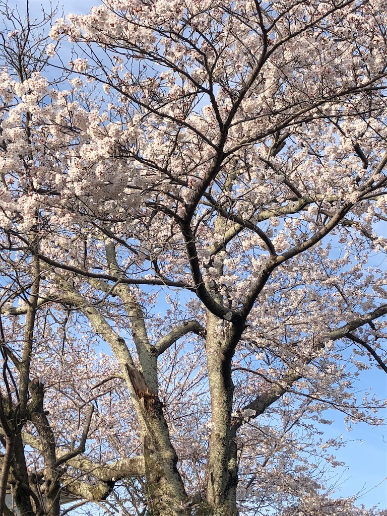 f:id:kurousagi0829:20190411205531j:image