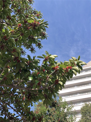 f:id:kuroyagi1:20191107143650j:image f:id:kuroyagi1:20191107143650j:image