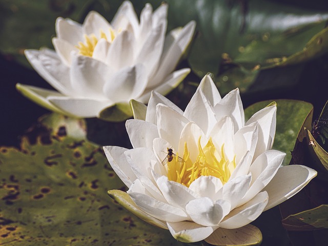 f:id:kuroyagi573:20190204223321j:plain f:id:kuroyagi573:20190204223321j:plain