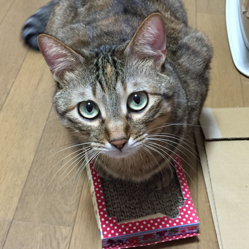 f:id:kurozi96:20161019204113j:image f:id:kurozi96:20161019204113j:image