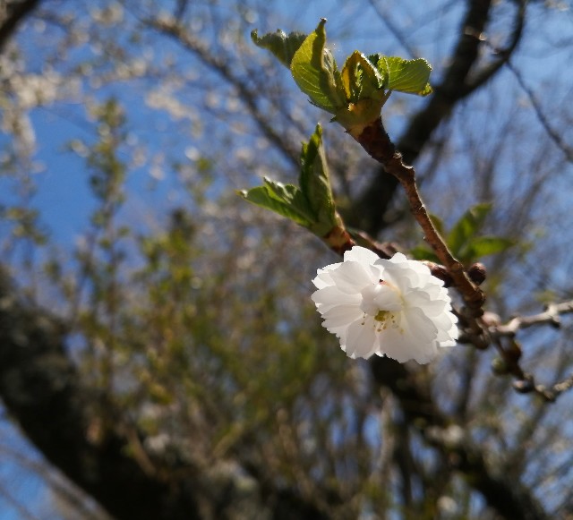 f:id:kurulikura23:20200325220328j:image f:id:kurulikura23:20200325220328j:image