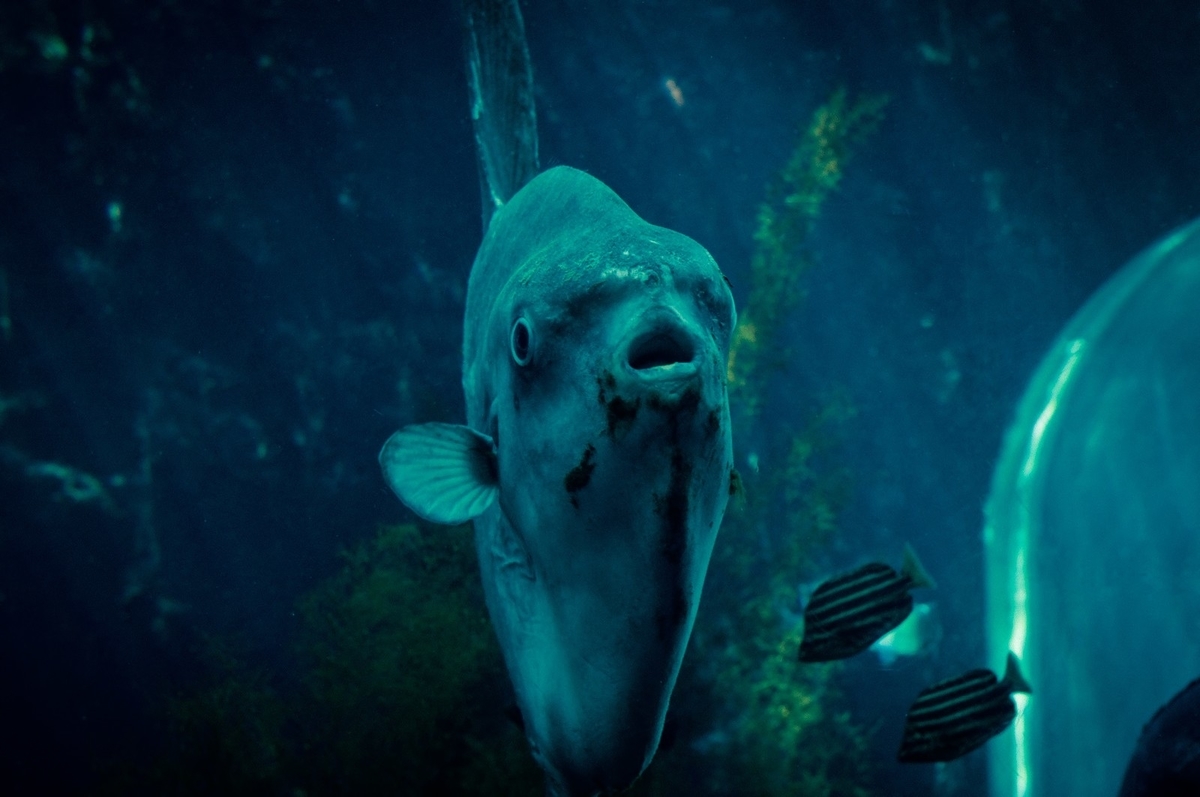 f:id:kurumaebi-papa:20190518213303j:plain f:id:kurumaebi-papa:20190518213303j:plain