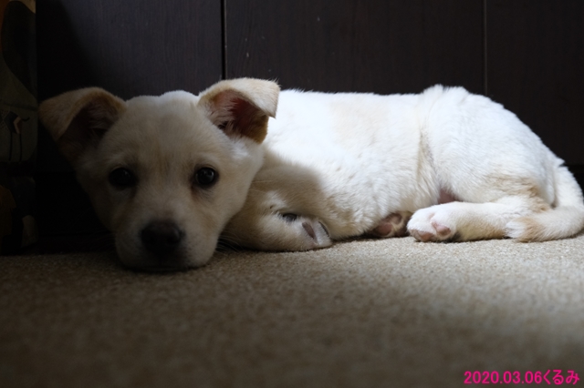 トライアル初日のくるみ