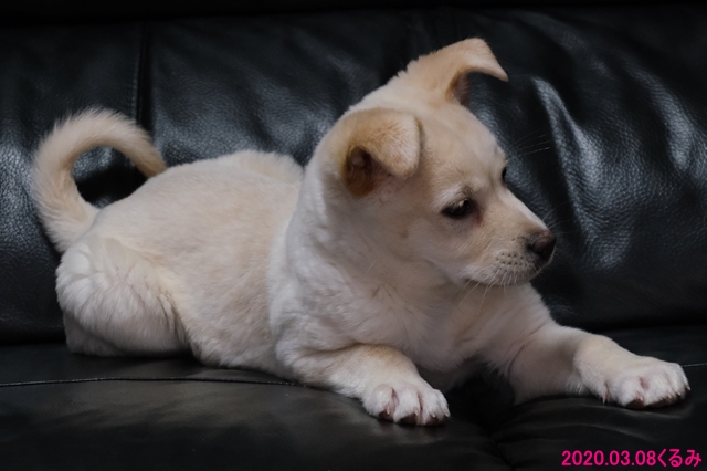 トライアル3日目ののくるみ