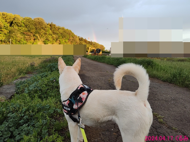 消えかけた虹とくるみ