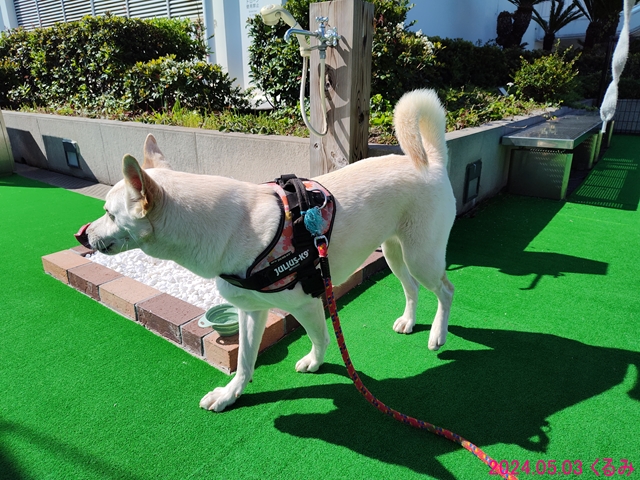 海ほたるのくるみ