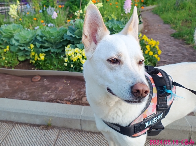 公園の花壇とくるみ