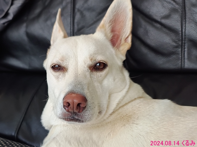 寝ぼけ顔のくるみ