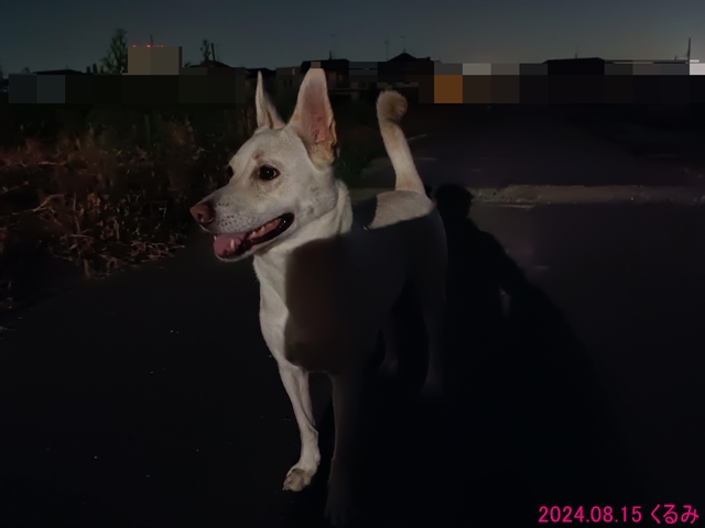 出発前のくるみ