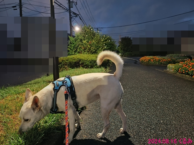 台風接近中のくるみ