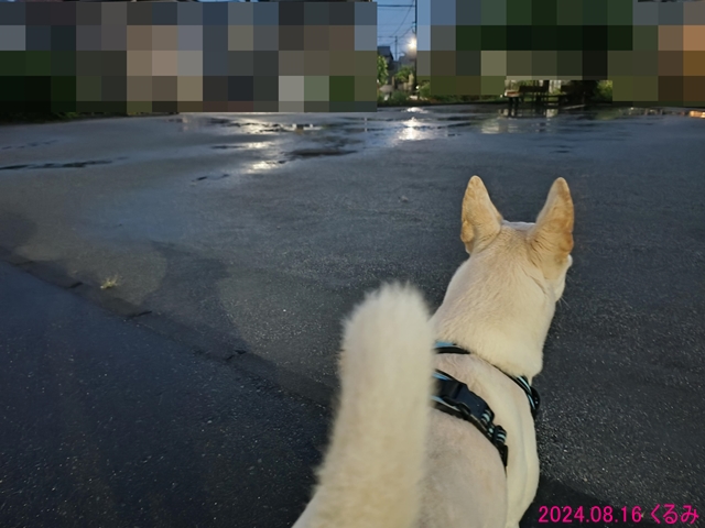 台風接近中のくるみ