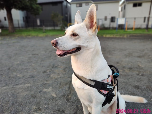 何かを見つめるくるみ