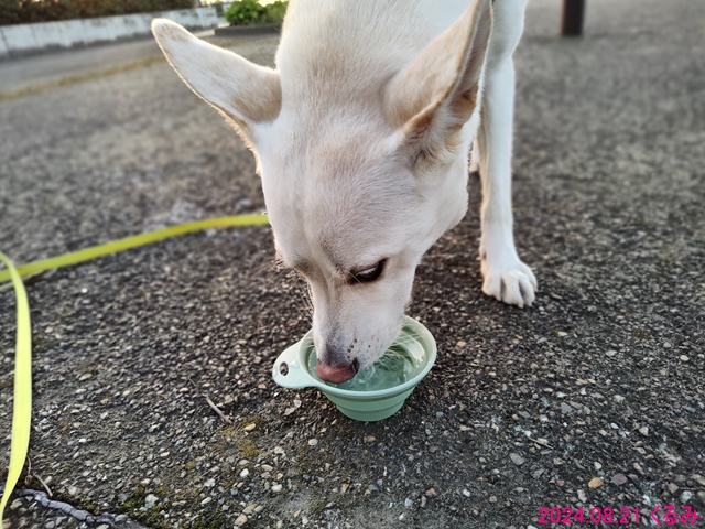 水を飲むくるみ
