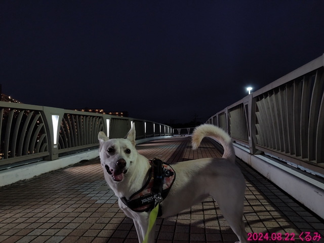 歩道橋のくるみ