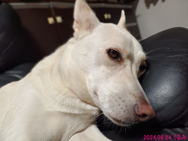 ネムネムのくるみ