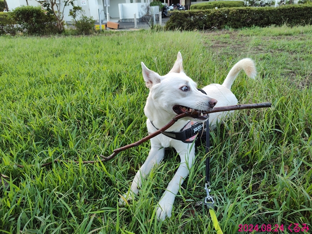 枝で遊ぶくるみ