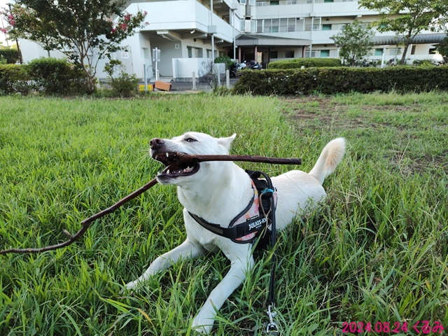 枝で遊ぶくるみ