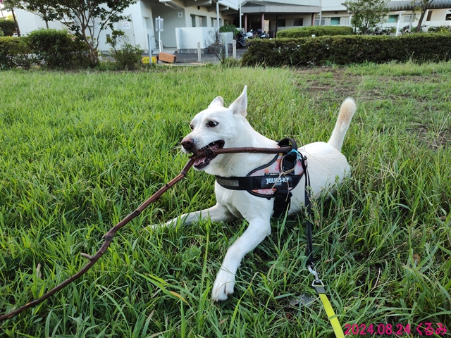 枝で遊ぶくるみ