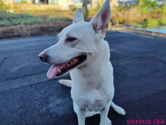 散歩後の一休み