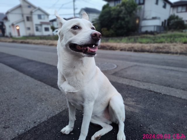 散歩後の一休み