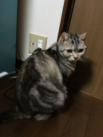 f:id:kurumi2016:20201027204947j:plain f:id:kurumi2016:20201027204947j:plain