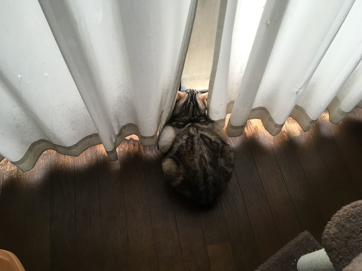 暇をもてあます猫 猫のくるみ お世話日記
