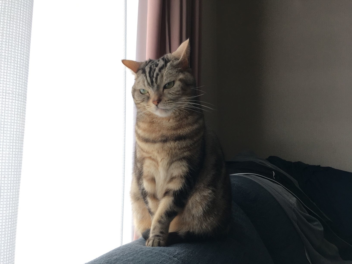 暇をもてあます猫 猫のくるみ お世話日記