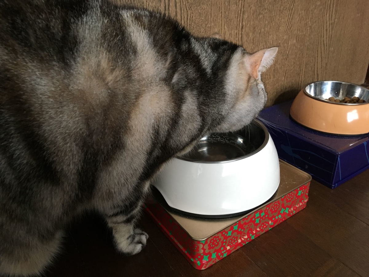 暇をもてあます猫 猫のくるみ お世話日記