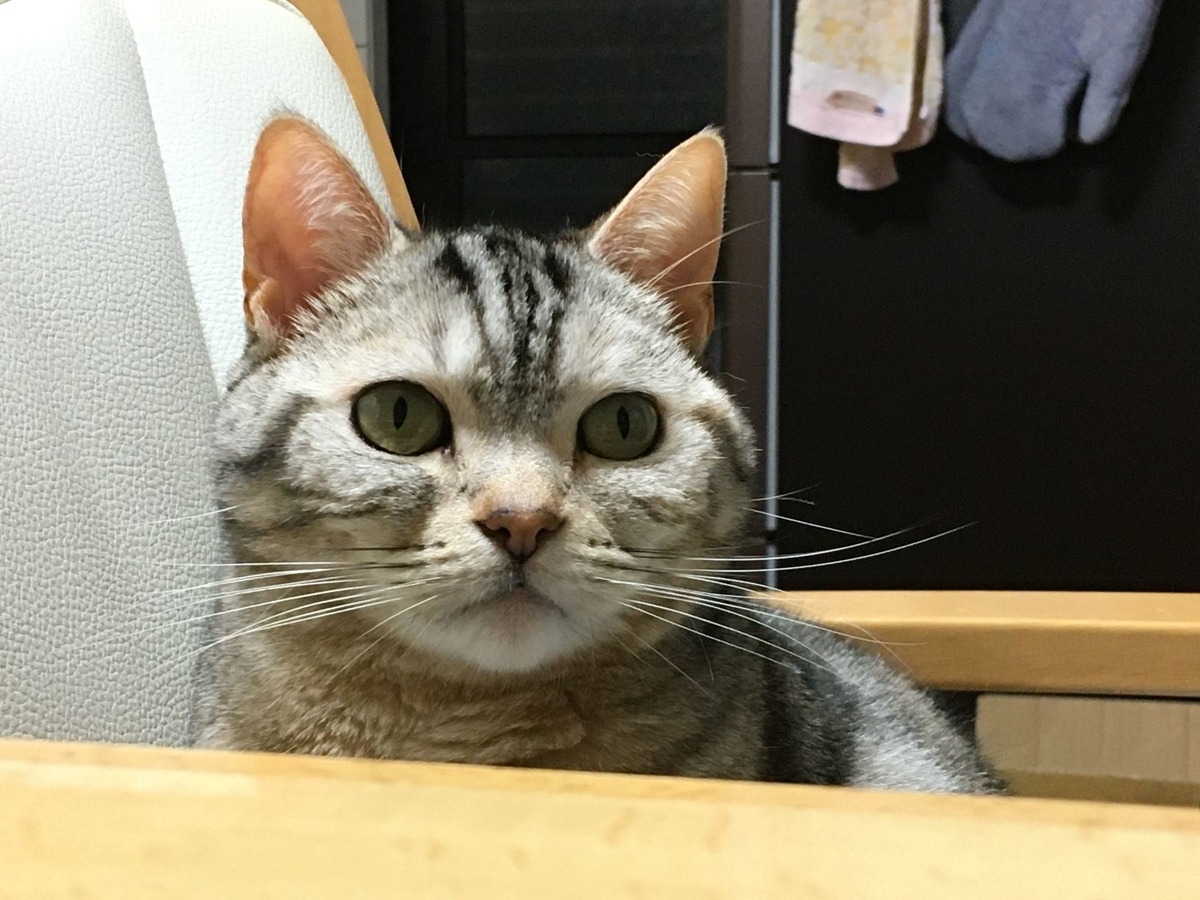 f:id:kurumi2016:20210321165745j:plain