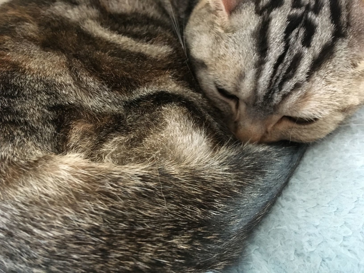 くるみさん過去の誕生日写真 - 猫のくるみ お世話日記