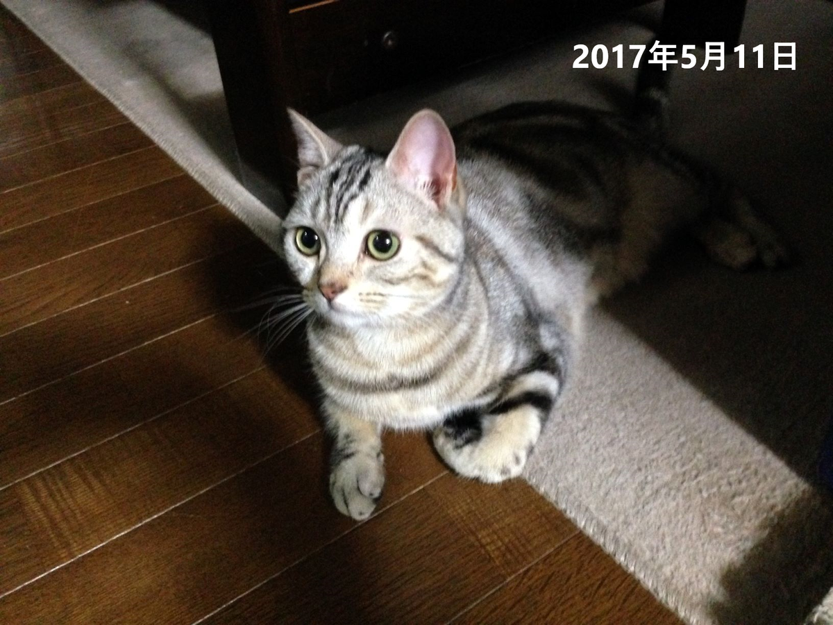f:id:kurumi2016:20210512144658p:plain