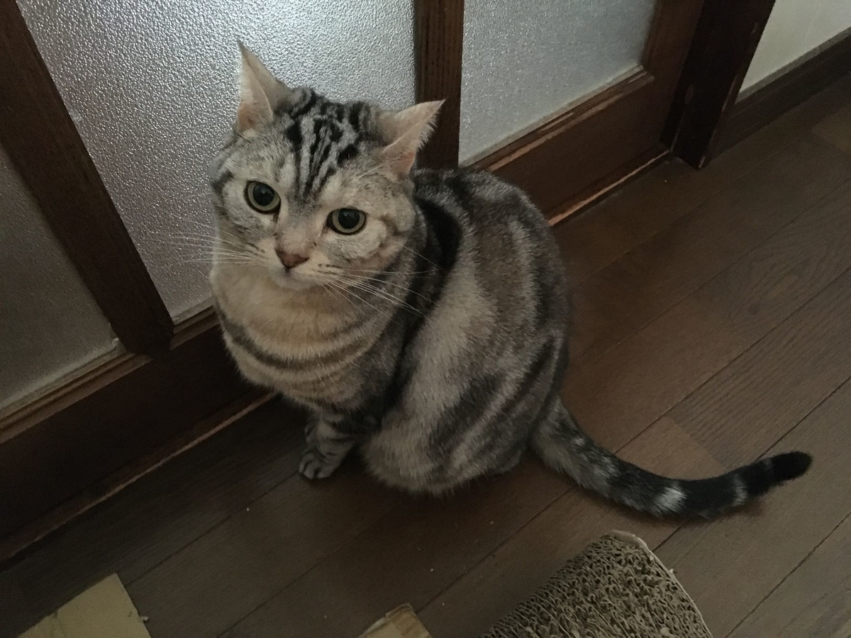 f:id:kurumi2016:20211122151245j:plain