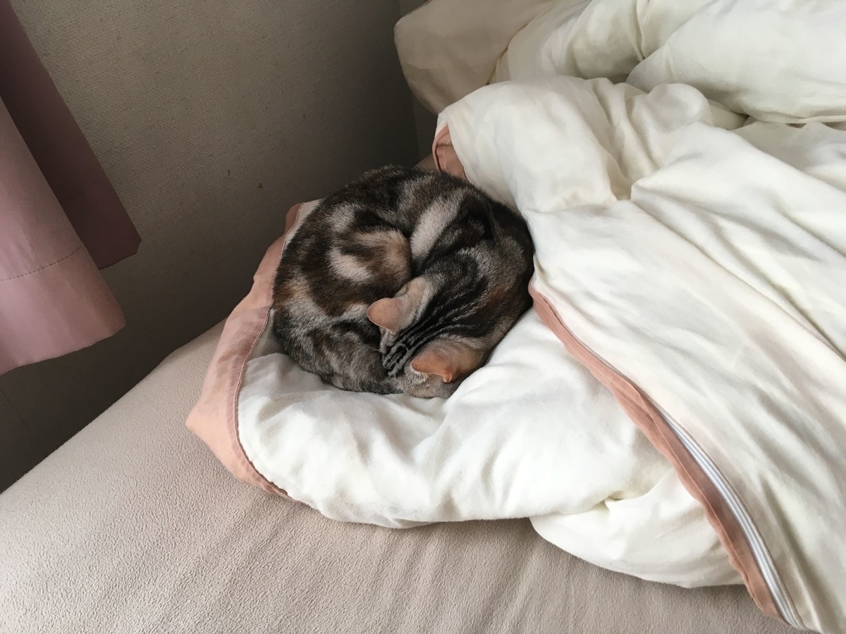 f:id:kurumi2016:20211128161107j:plain