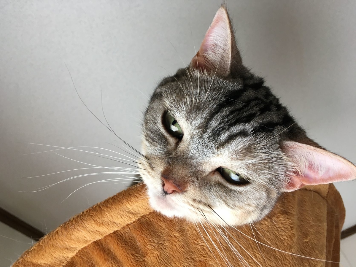 猫 いっとき行方不明になる 猫のくるみ お世話日記
