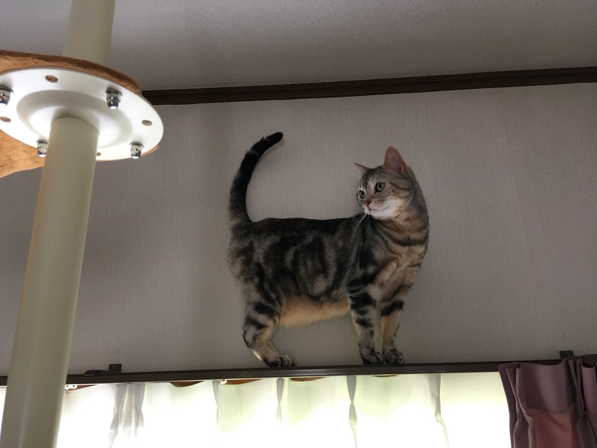 猫、カーテンレールの上から飛び降りる - 猫のくるみ お世話日記