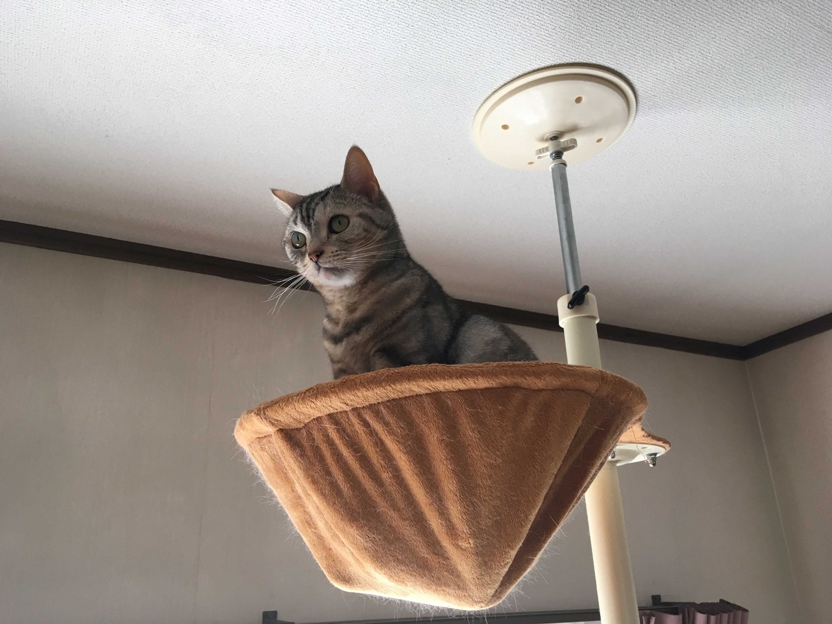 猫、狛狐の姿に - 猫のくるみ お世話日記