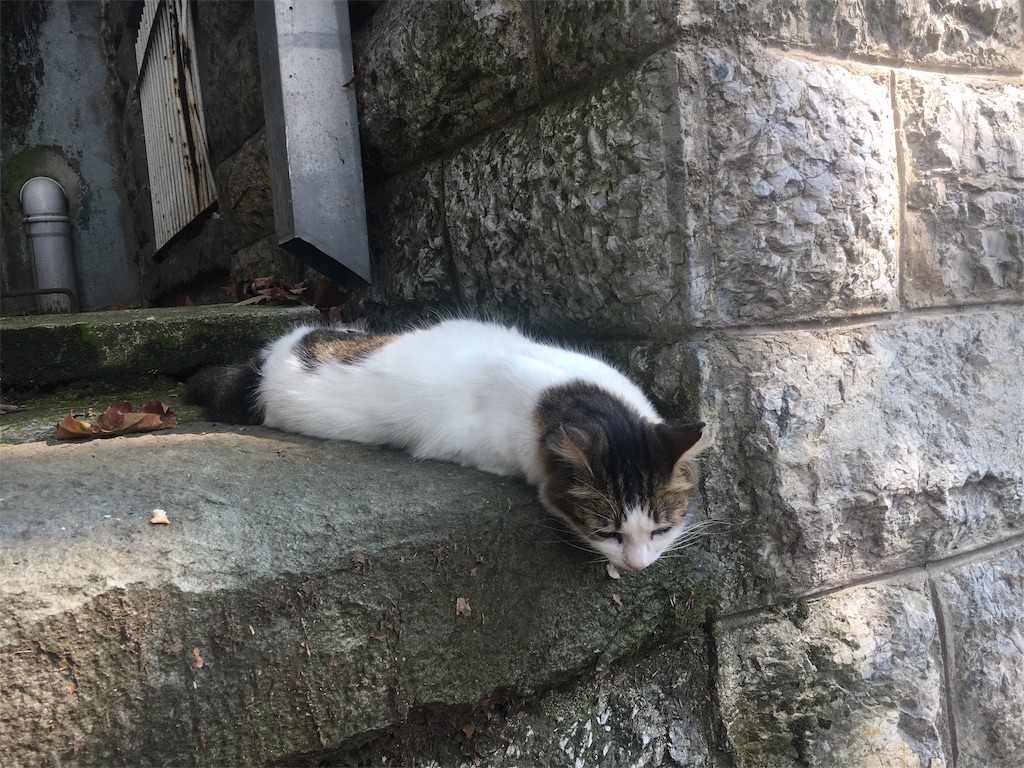 f:id:kurumi_walnut:20190211035424j:image f:id:kurumi_walnut:20190211035424j:image