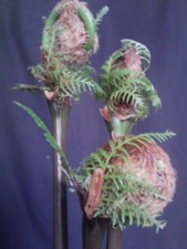 f:id:kurumig:20100203024239j:image f:id:kurumig:20100203024239j:image