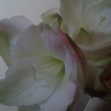 f:id:kurumig:20130122173804j:image f:id:kurumig:20130122173804j:image