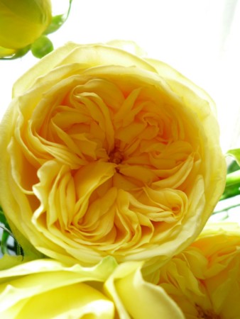 f:id:kurumig:20140129041115j:image:left