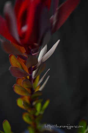 f:id:kurumig:20150203112205j:image