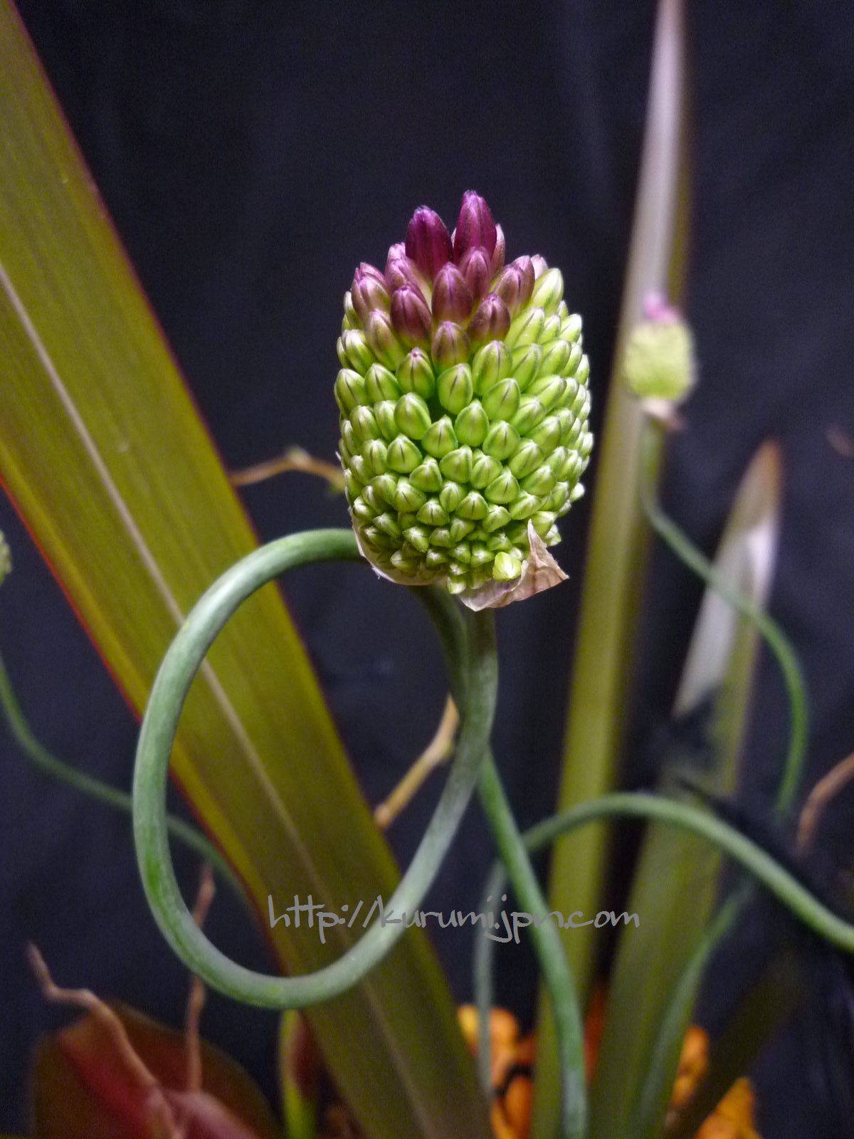 個別 花 アリウム タンチョウ の写真 画像 植物達 Kurumig S Fotolife