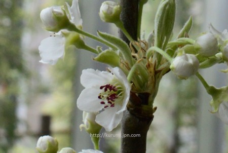【梨のお花＊梨のつぼみの枝＊切り花】真っ白い可憐な可愛いお花＊里山育ち＊自然農法 梨の花 - 包日記