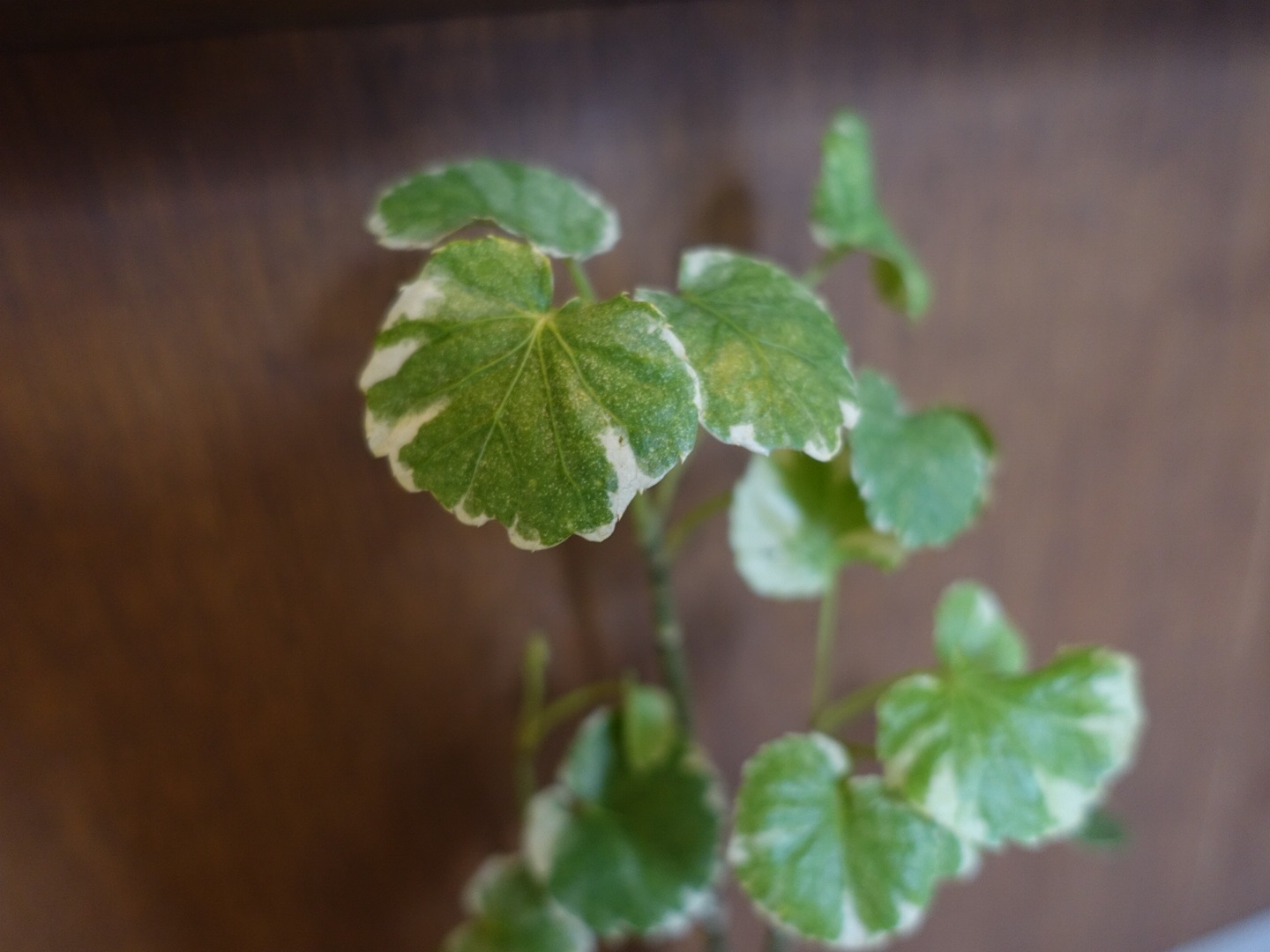 f:id:kurumikko:20200125115018j:image
