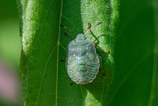 カメムシの大敵?緑と茶色の違いから学ぶ駆除法 - ken_share Blog